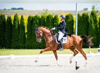 Pools halfbloed, Merrie, 1 Jaar, 167 cm, Vos