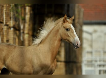 Pools halfbloed, Merrie, 1 Jaar, 168 cm, Palomino