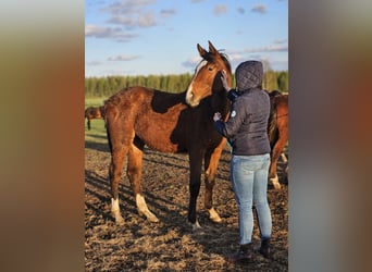 Pools halfbloed, Merrie, 1 Jaar, 173 cm, Roodbruin