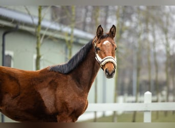 Pools halfbloed, Merrie, 1 Jaar, Bruin