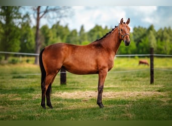 Pools halfbloed, Merrie, 2 Jaar, 162 cm, Bruin