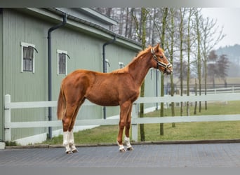 Pools halfbloed, Merrie, 2 Jaar, Vos
