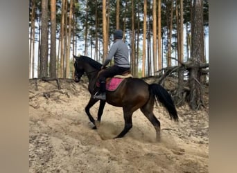 Pools halfbloed, Merrie, 3 Jaar, 152 cm, Zwartbruin