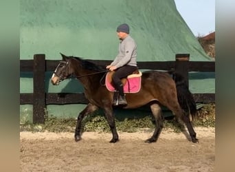 Pools halfbloed, Merrie, 3 Jaar, 152 cm, Zwartbruin