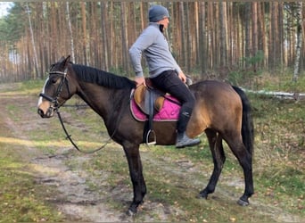 Pools halfbloed, Merrie, 3 Jaar, 152 cm, Zwartbruin