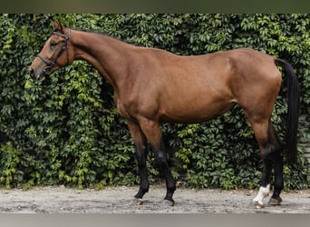 Pools halfbloed, Merrie, 3 Jaar, 167 cm, Roodbruin