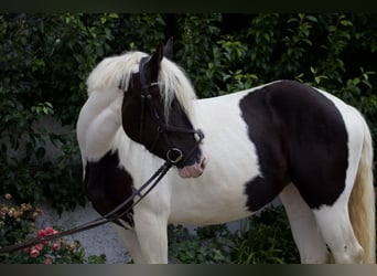 Pools halfbloed Mix, Merrie, 5 Jaar, 150 cm, Gevlekt-paard
