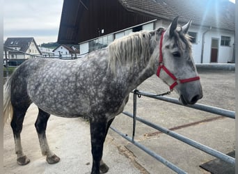 Pools halfbloed, Merrie, 5 Jaar, 164 cm, Appelschimmel