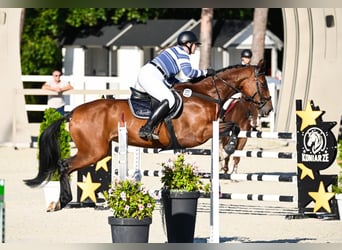Pools halfbloed, Merrie, 5 Jaar, 168 cm, Roodbruin