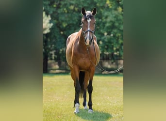 Pools halfbloed, Merrie, 5 Jaar, 168 cm, Roodbruin
