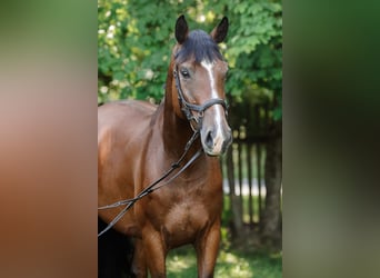 Pools halfbloed, Merrie, 5 Jaar, 168 cm, Roodbruin