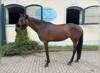 Pools halfbloed, Merrie, 5 Jaar, 170 cm, Roodbruin