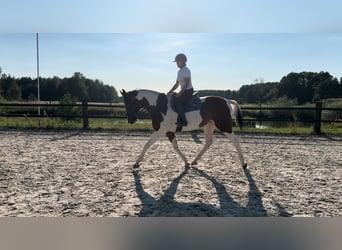 Pools halfbloed, Merrie, 5 Jaar, 172 cm, Gevlekt-paard