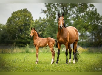 Pools halfbloed, Merrie, 5 Jaar, 172 cm, Roodbruin