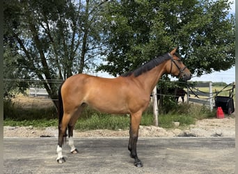Pools halfbloed, Merrie, 6 Jaar, 162 cm, Roodbruin