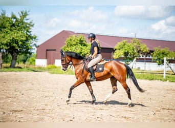 Pools halfbloed, Merrie, 6 Jaar, 164 cm, Bruin