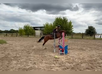 Pools halfbloed, Merrie, 6 Jaar, 164 cm, Bruin
