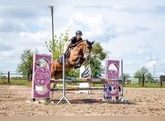 Pools halfbloed, Merrie, 6 Jaar, 164 cm, Bruin