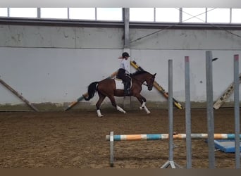 Pools halfbloed, Merrie, 6 Jaar, 164 cm, Bruin
