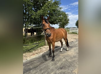 Pools halfbloed, Merrie, 6 Jaar, Roodbruin