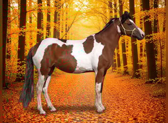 Pools halfbloed Mix, Merrie, 7 Jaar, 149 cm, Tobiano-alle-kleuren