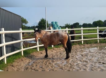 Pools halfbloed Mix, Merrie, 7 Jaar, 159 cm, Roan-Bay