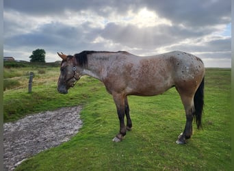 Pools halfbloed Mix, Merrie, 7 Jaar, 159 cm, Roan-Bay