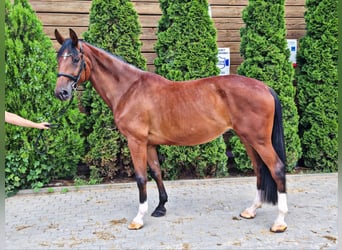 Pools halfbloed, Merrie, 7 Jaar, 170 cm, Bruin
