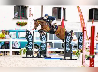 Pools halfbloed, Merrie, 7 Jaar, 170 cm, Donkerbruin