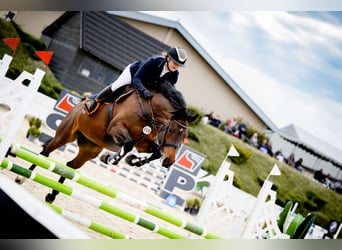 Pools halfbloed, Merrie, 8 Jaar, 158 cm, Roodbruin