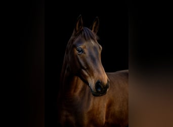 Pools halfbloed, Merrie, 8 Jaar, 165 cm, Zwartbruin