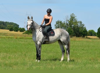 Pools halfbloed, Merrie, 8 Jaar, 170 cm, Appelschimmel