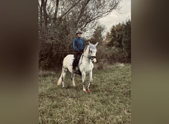 Pools halfbloed, Merrie, 9 Jaar, 161 cm