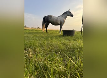 Pools halfbloed, Merrie, 9 Jaar, 161 cm