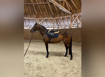 Pools halfbloed, Merrie, 9 Jaar, 163 cm, Roodbruin