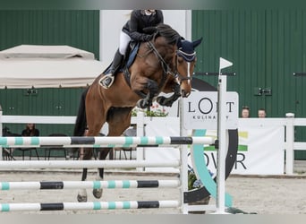 Pools halfbloed, Merrie, 9 Jaar, 164 cm, Roodbruin