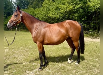 Pools halfbloed, Merrie, 9 Jaar, 168 cm, Bruin