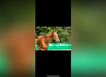 Pools halfbloed, Merrie, Veulen (05/2025), 167 cm, Bruin