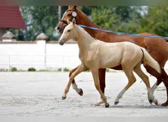 Pools halfbloed, Merrie, Veulen (01/2025), 168 cm, Palomino