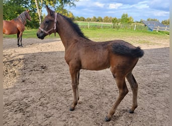Pools halfbloed, Merrie, Veulen (05/2026), Bruin