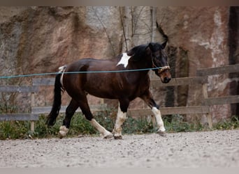 Pools halfbloed Mix, Ruin, 10 Jaar, 153 cm, Gevlekt-paard
