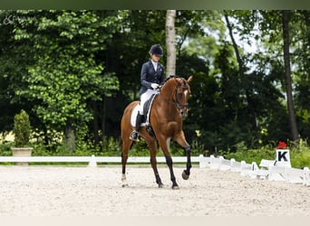 Pools halfbloed, Ruin, 10 Jaar, 167 cm, Bruin