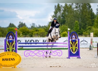 Pools halfbloed, Ruin, 10 Jaar, 175 cm, Schimmel