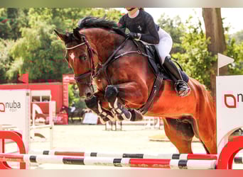 Pools halfbloed, Ruin, 11 Jaar, 180 cm, Bruin