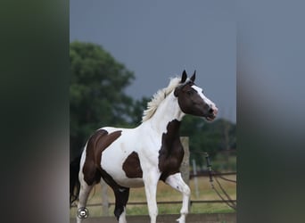 Pools halfbloed, Ruin, 13 Jaar, 168 cm, Gevlekt-paard