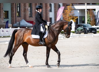 Pools halfbloed, Ruin, 15 Jaar, 164 cm, Bruin