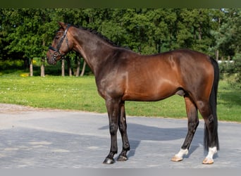 Pools halfbloed, Ruin, 15 Jaar, 164 cm, Bruin