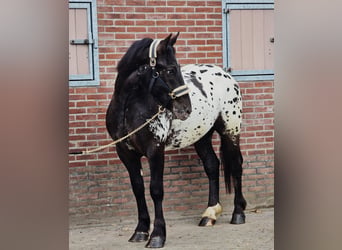 Pools halfbloed, Ruin, 2 Jaar, 159 cm, Appaloosa