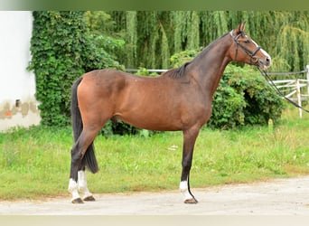 Pools halfbloed, Ruin, 2 Jaar, 167 cm, Donkerbruin