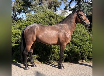 Pools halfbloed, Ruin, 3 Jaar, 160 cm, Gevlekt-paard